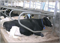 واحد نوع صف المجلفن البقرة كشك مجانا للحصول على الحوامل العجلة / المواشي