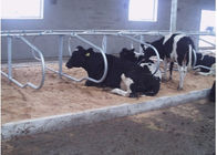 الألبان مزرعة صف مزدوج نوع البقرة كشك مجاني مع الماشية 1.20m تباعد
